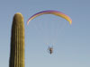 Friendly Saguaro