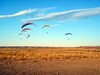 New Mexico Flock