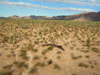 Saguaro Shadows