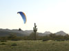 Circling Saguaro